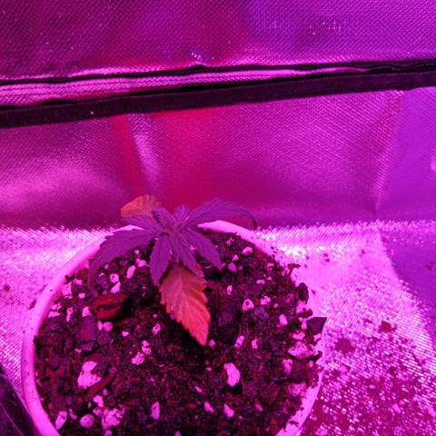 LA growlog photo: La2