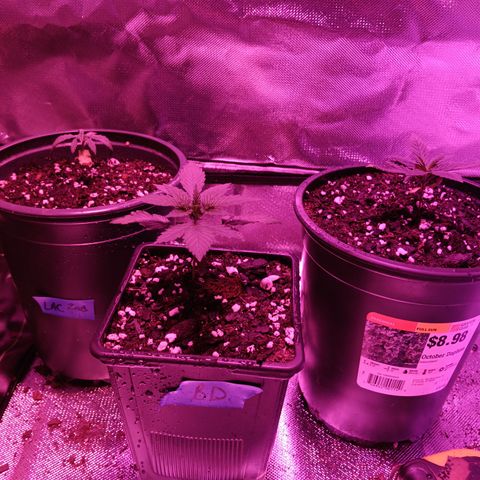 LA growlog timeline photo