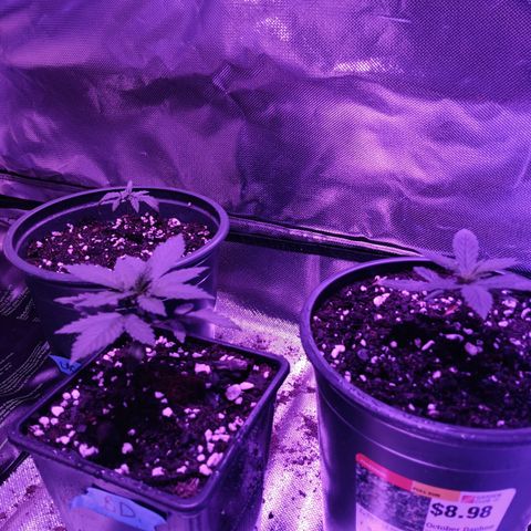 LA growlog timeline photo