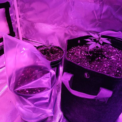LA growlog photo: Trasplanted bluedream 19hrs on and 5 off for light
