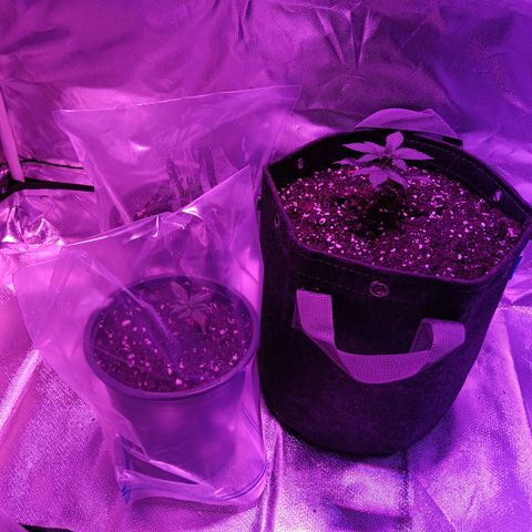 LA growlog timeline photo
