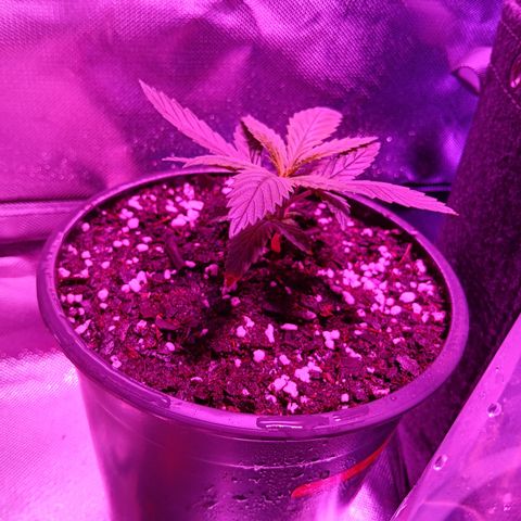 LA growlog timeline photo