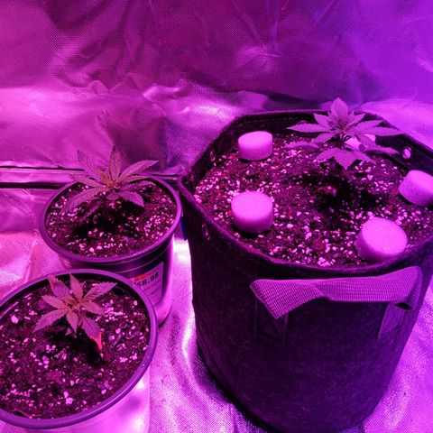 LA growlog timeline photo