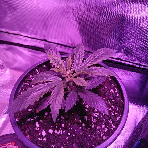 LA growlog timeline photo