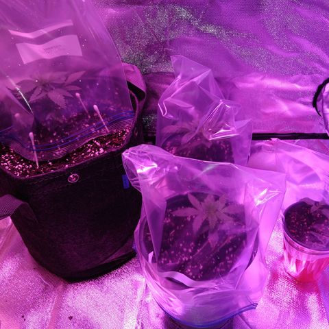 LA growlog timeline photo