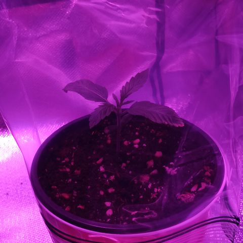 LA growlog photo: GREEN CRACK