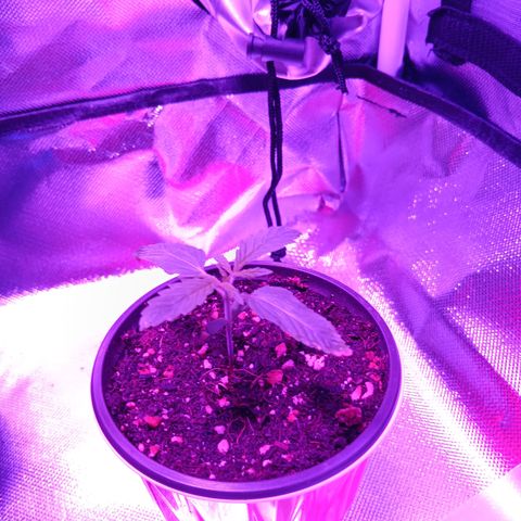 LA growlog photo: Greencrack