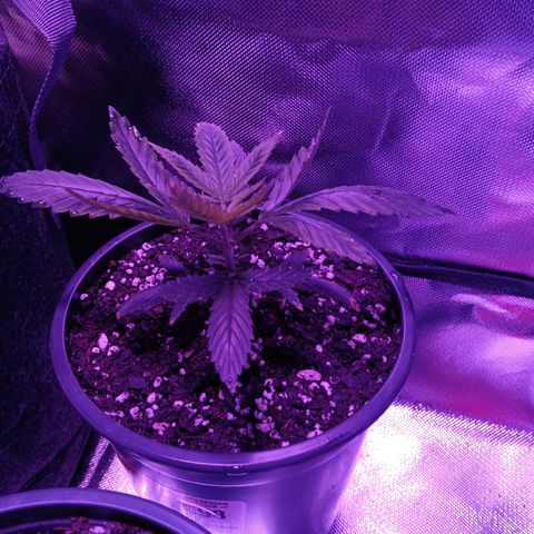 LA growlog timeline photo