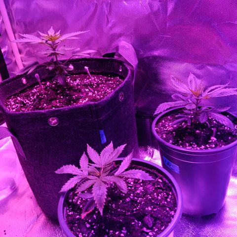 LA growlog timeline photo