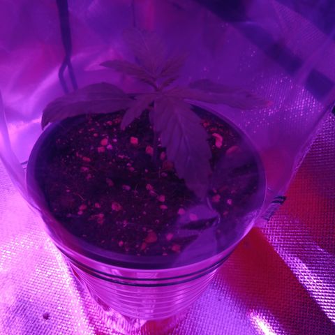 LA growlog photo: GREEN CRACK