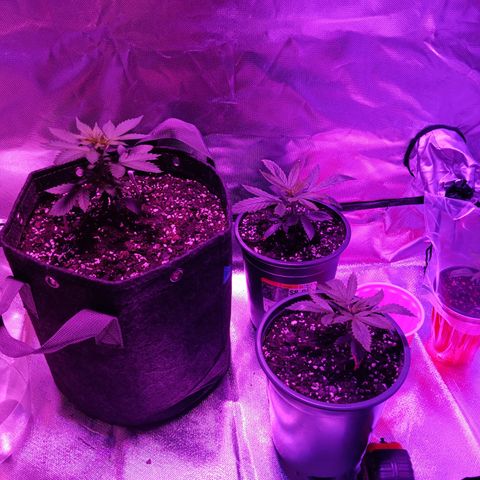 LA growlog timeline photo