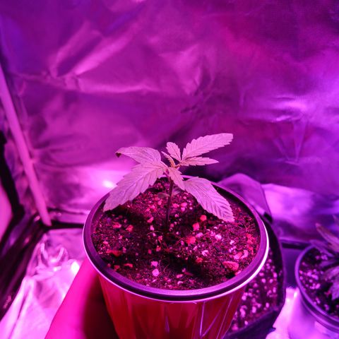 LA growlog photo: Gc