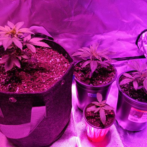 LA growlog timeline photo