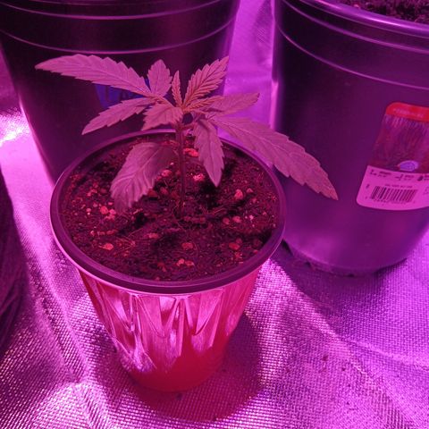 LA growlog photo: Gc