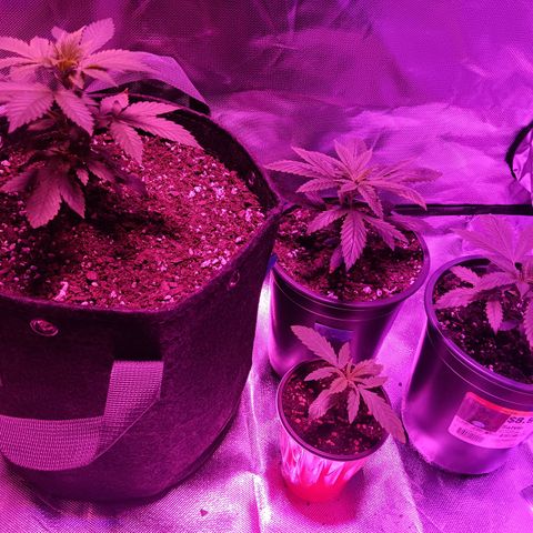LA growlog timeline photo