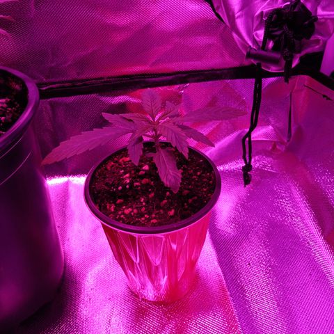 LA growlog photo: Gc