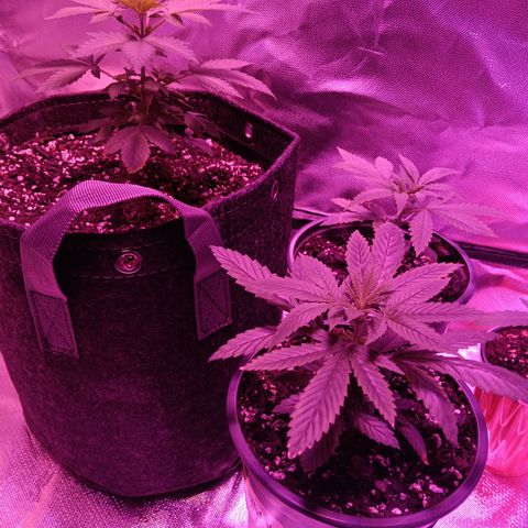 LA growlog timeline photo