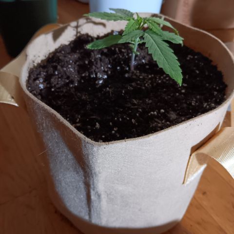 LA growlog photo: GC TRANSPLANTED