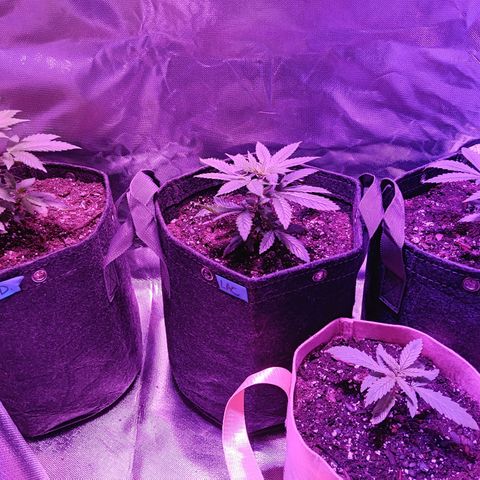 LA growlog timeline photo