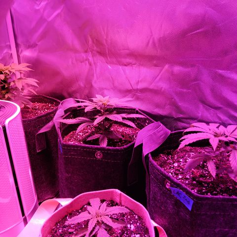 LA growlog timeline photo