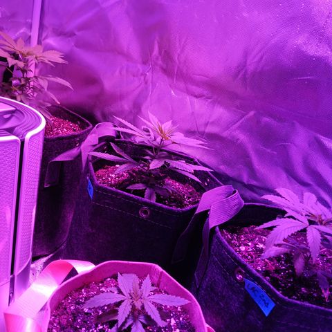 LA growlog timeline photo