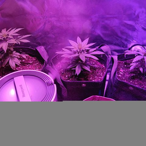 LA growlog timeline photo