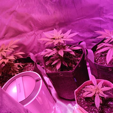 LA growlog timeline photo