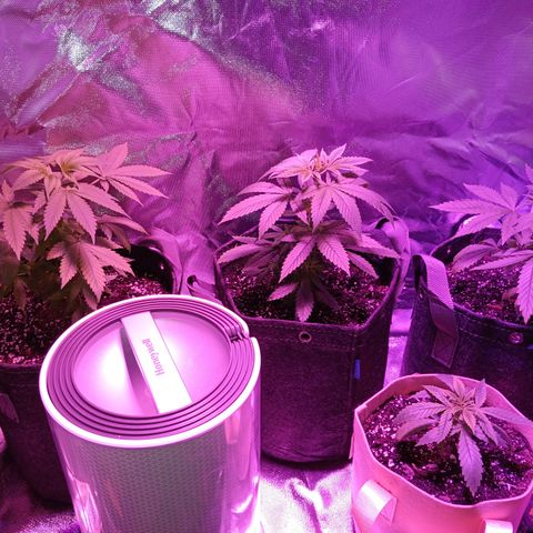 LA growlog timeline photo