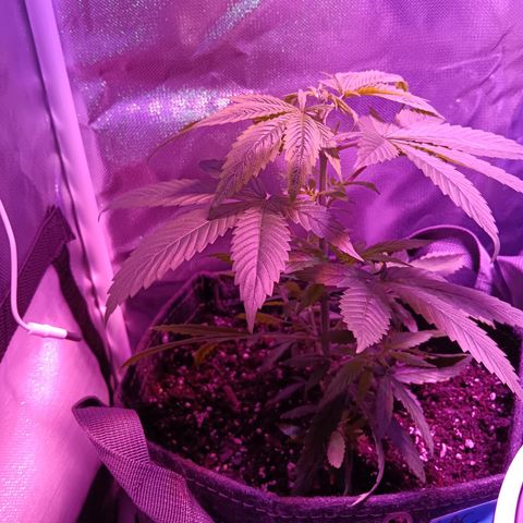 LA growlog timeline photo