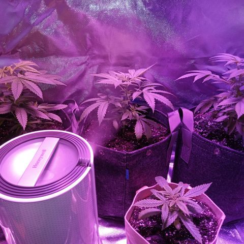 LA growlog photo: Just topped la confidential on the left. The right side is a few days topped bluedream.
