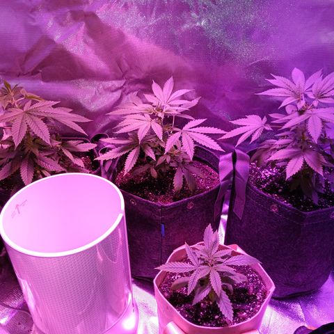 LA growlog timeline photo
