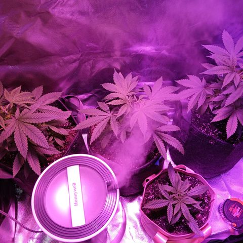 LA growlog timeline photo