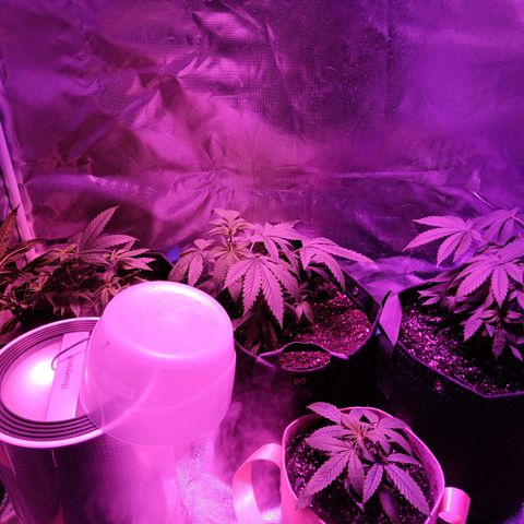 LA growlog timeline photo