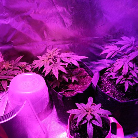 LA growlog timeline photo