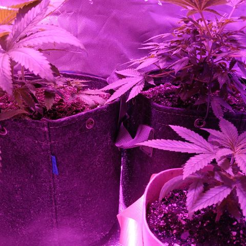 LA growlog timeline photo