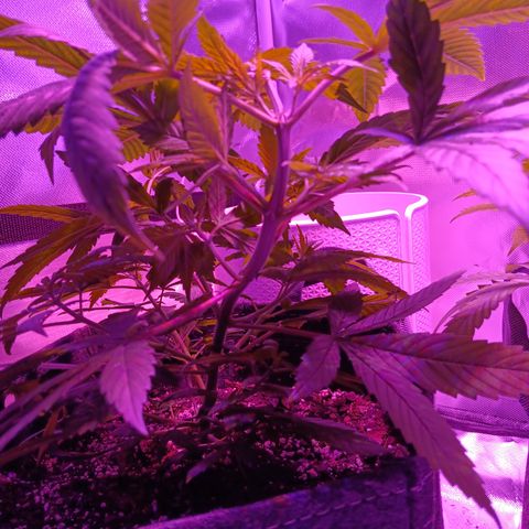 LA growlog photo: Topping only one side survived