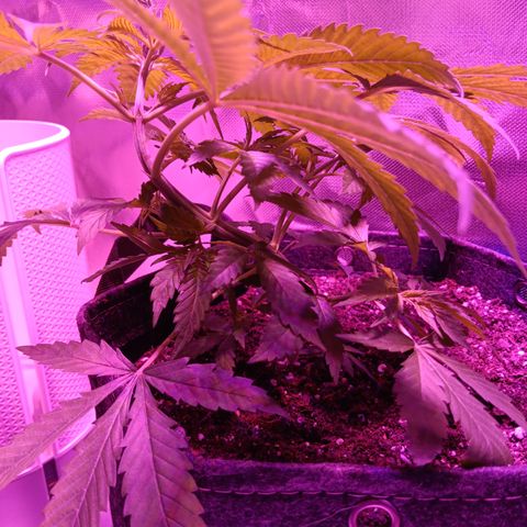 LA growlog photo: La2 low-stress training break 