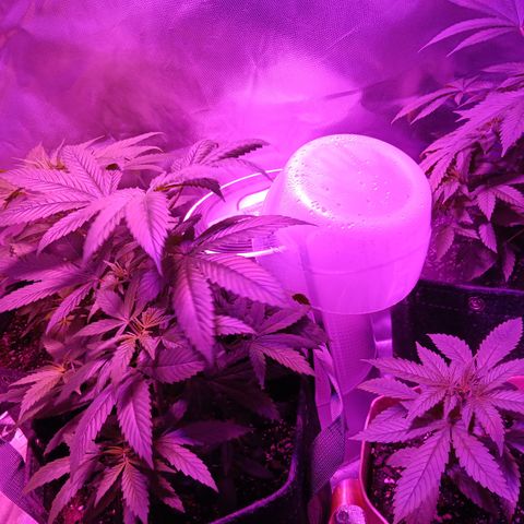 LA growlog timeline photo