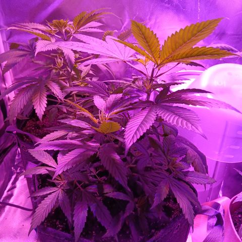 LA growlog timeline photo