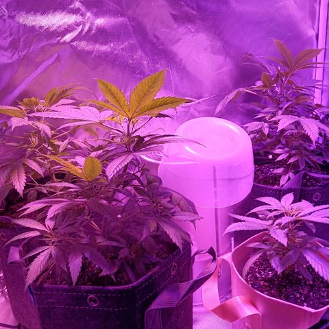 LA growlog timeline photo