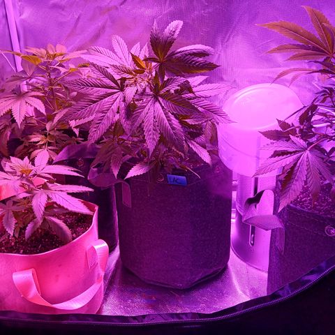 LA growlog timeline photo