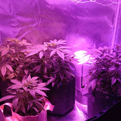 LA growlog timeline photo