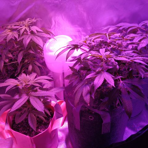 LA growlog timeline photo