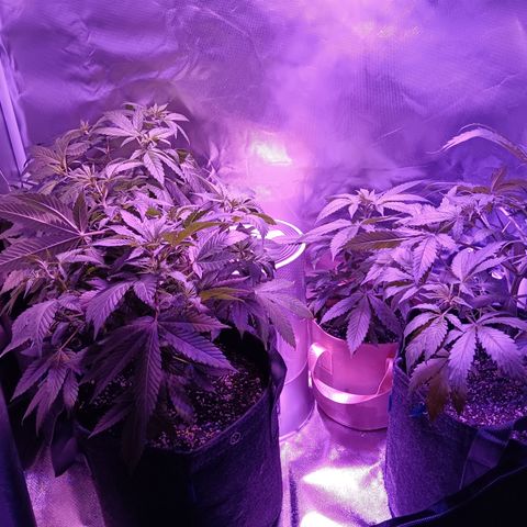 LA growlog timeline photo