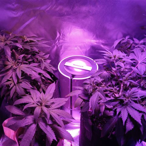 LA growlog timeline photo