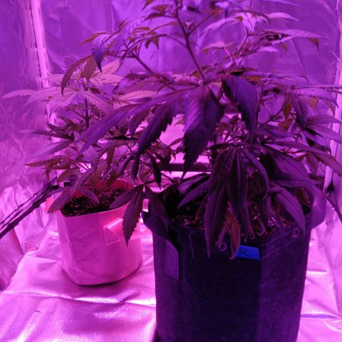 LA growlog photo: GREEN CRACK