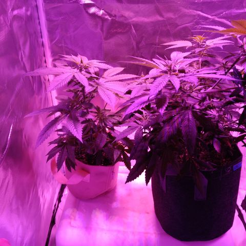 LA growlog photo: Green crack