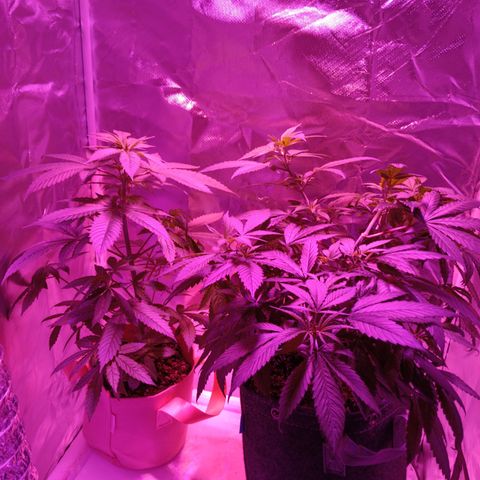 LA growlog photo: Gc