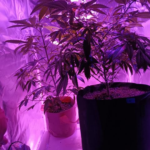 LA growlog photo: Gc