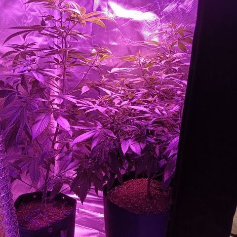 LA growlog photo: Gc